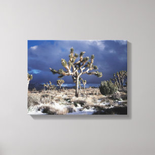Toile Californie, parc national de Joshua Tree