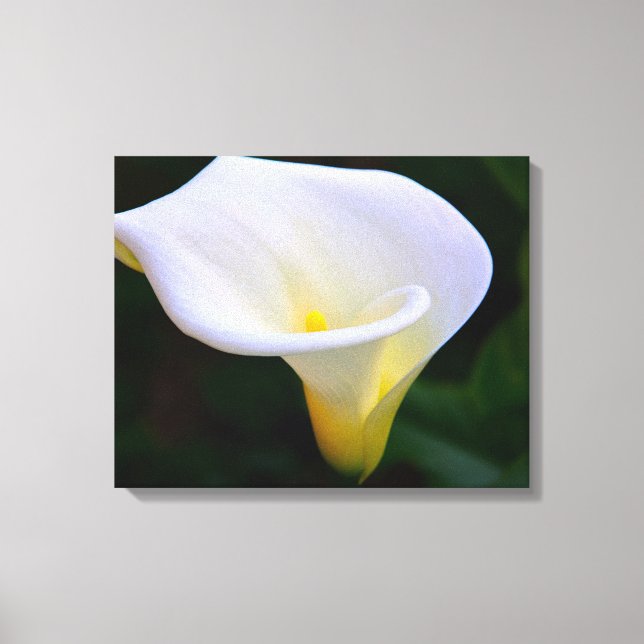 Toile Calla Lily (Recto)