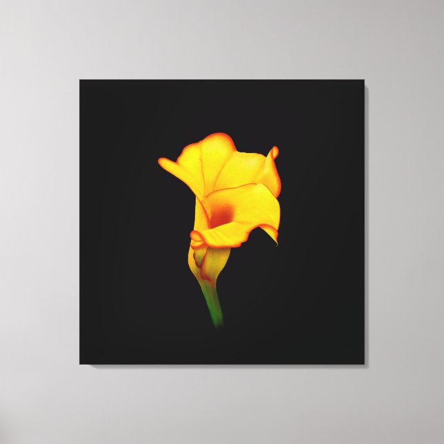 Toile Calla lily jaune (Recto)
