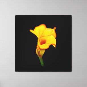Toile Calla lily jaune