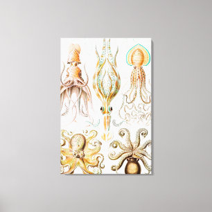 Toile Calmar de poulpe, Gamochonia par Ernst Haeckel