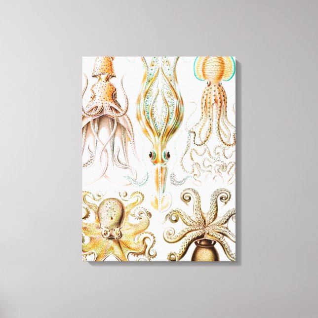 Toile Calmar de poulpe, Gamochonia par Ernst Haeckel (Recto)