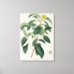 Toile Camellia Thea from 'phytographie medicale' by Jose