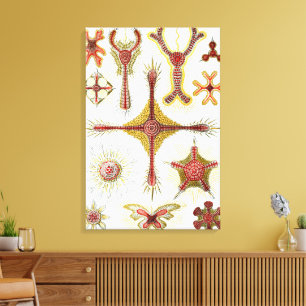 Toile Camomille sauvage par Ernst Haeckel, Nature vintag