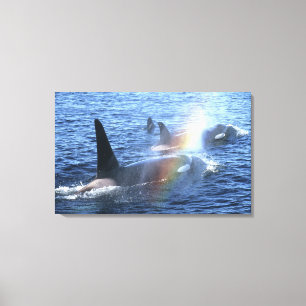 Toile Canada, Colombie-Britannique, Johnstone Straight,