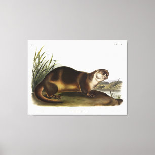 Toile Canada Otter, North American River Otter - Audubon