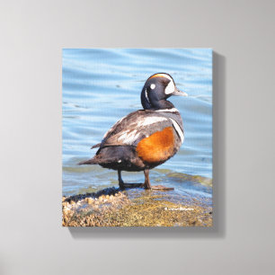 Toile Canard arlequin magnifique sur le rocher