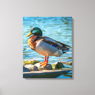 Toile Canard colvert mâle perché sur des pierres au bord