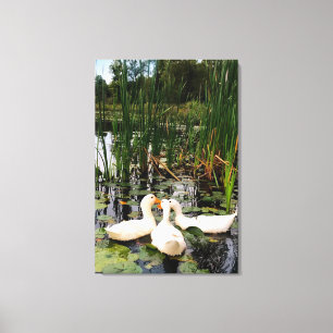 Toile Canards blancs, caleçons, cattails, lac