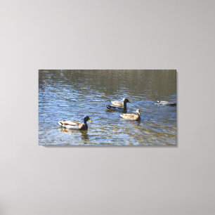 Toile canards dans l'eau