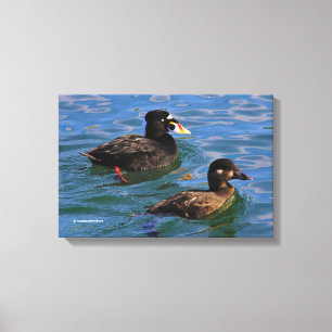 Toile Canards Scoter Surf mâle et femelle à la jetée