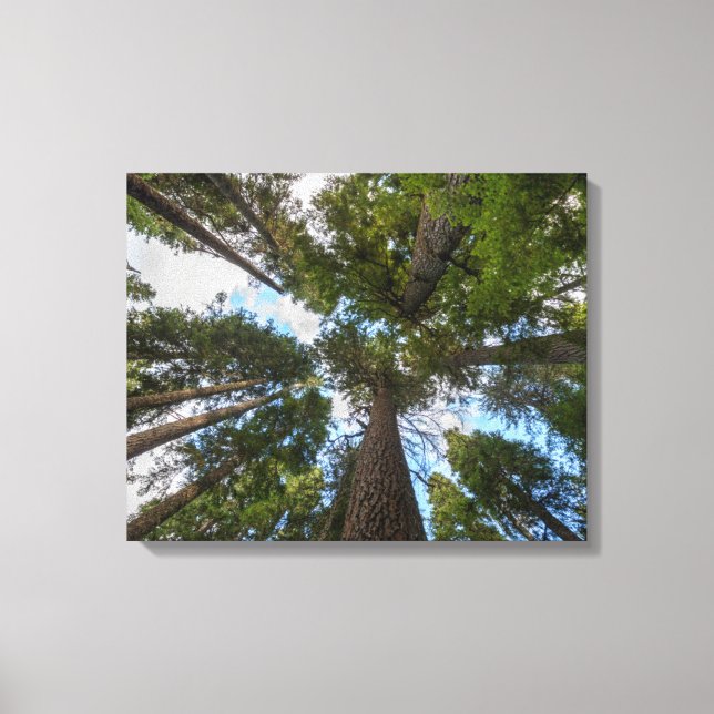 Toile canopée de sapin de Douglas (Recto)