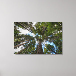 Toile canopée de sapin de Douglas