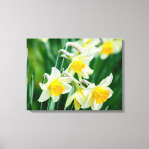 Toile Canvas Art-Daffodils