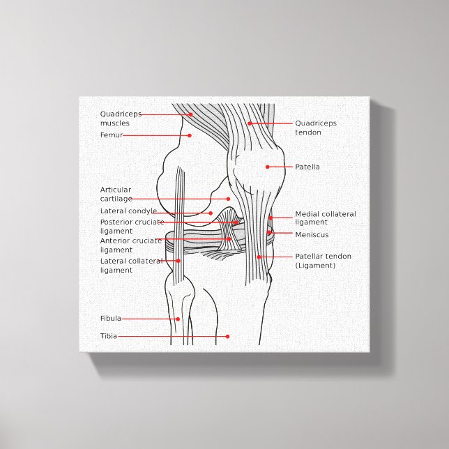 Toile Canvas Diagramme anatomique articulation du genou  (Recto)