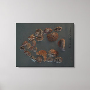 Toile Canvas (SeaShell House) RFPMDesigns ©️ 2012