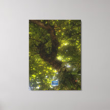 Canvas (Sun Green Tree 2) RFPMDesigns ©️ 2021/24