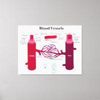 Capillaires Capillaires Diagramme des veines des v