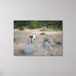 Toile Capo von Oppenheim, Jack Russell Terrier, Chien
