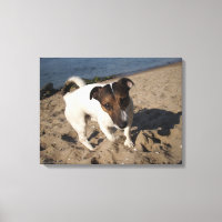 Capo von Oppenheim, Jack Russell Terrier, Chien