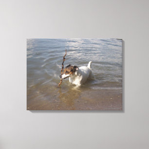 Toile Capo von Oppenheim, Jack Russell Terrier, Chien