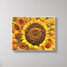 captivating scene of sunflowers