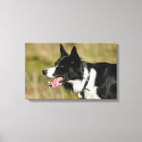 Capture d'écran de la bordure Collie 2