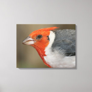 Toile Cardinal à crête rouge
