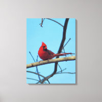 Cardinal du Nord avec ciel d'été