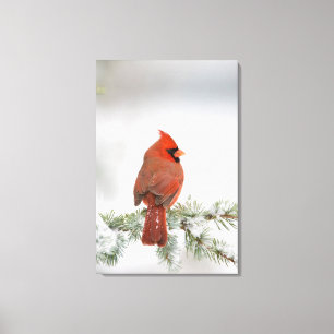 Toile Cardinal rouge mâle sur Cèdre de l'Atlas bleu