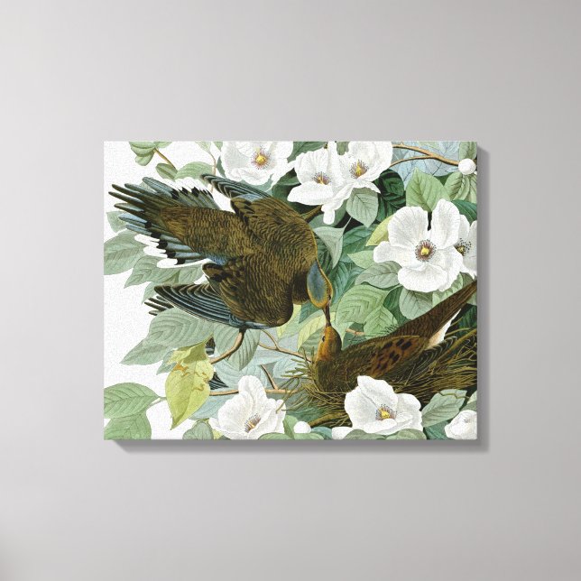 Toile Carolina Pigeon Audubon Morning Dove (Recto)
