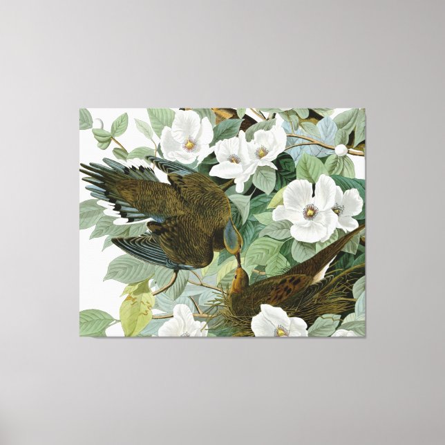 Toile Carolina Pigeon Audubon Morning Dove (Recto)