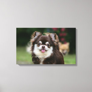 Toile Casque long Haired Chihuahua 1