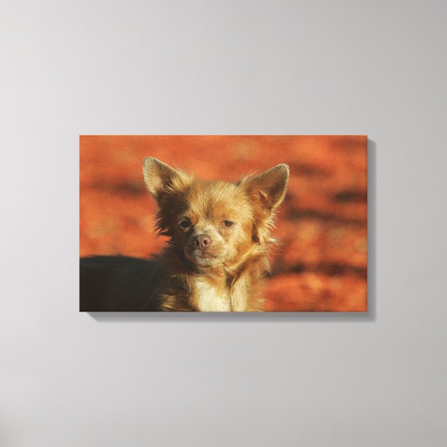 Toile Casquette Chihuahua Puppy (Recto)