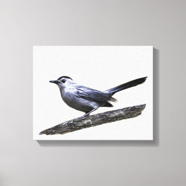 Toile Catbird (Recto)