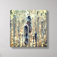 Cattails Fluffés Dans La Nature Du Printemps