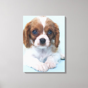 Toile Cavalier King Charles Spaniel Puppy