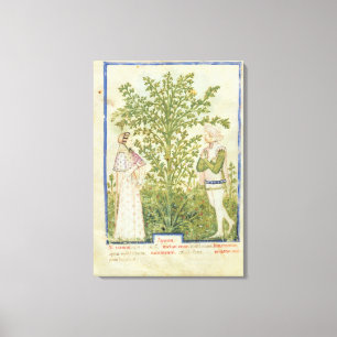 Toile Céleri de Lat de Nouv Acq, de 'Tacuinum Sanitatis