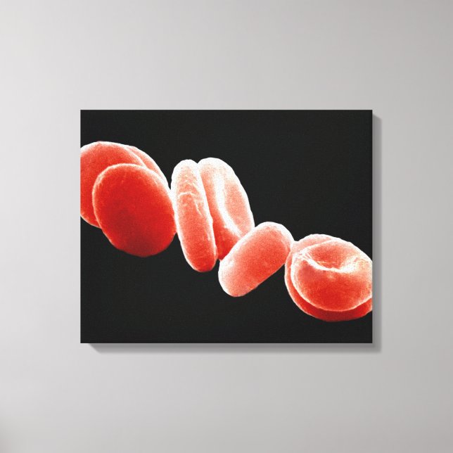 Toile Cellules de sang rouges (Recto)