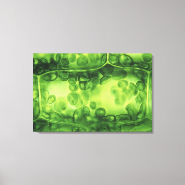 Toile Cellules Plantes Elodea (Recto)