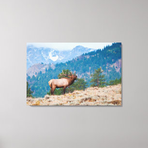 Toile Cerf (Cervus Elephus) mâle bramant