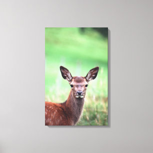 Toile cerfs communs 4