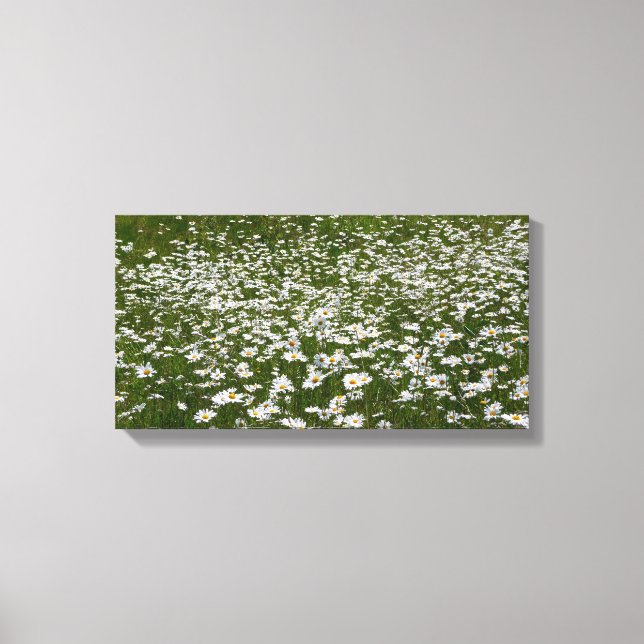 Toile Champ de marguerites Fleurs sauvages de l'Alaska (Recto)