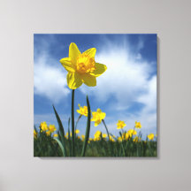 Champ jonquille jaune sur le ciel bleu 24x24