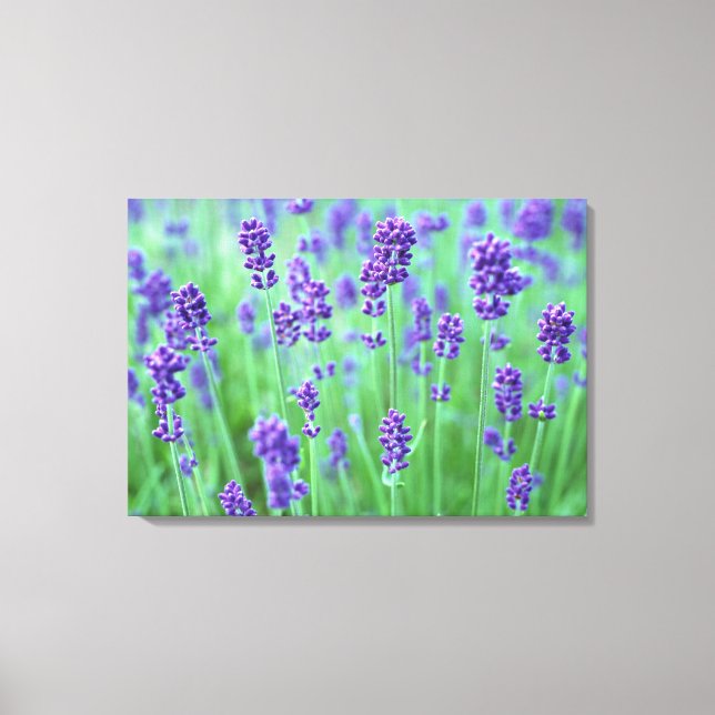 Toile Champ Lavender (Recto)