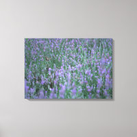 Champ Lavender