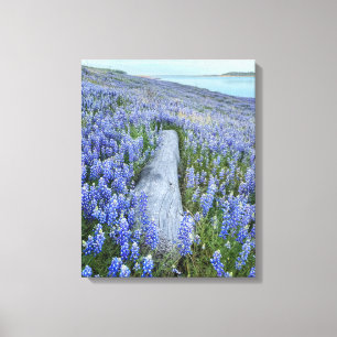 Toile Champ Lupine