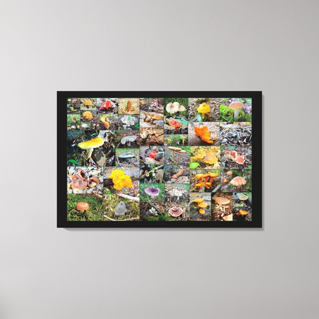 Toile Champignons Planet - Montgomery County PA (Recto)