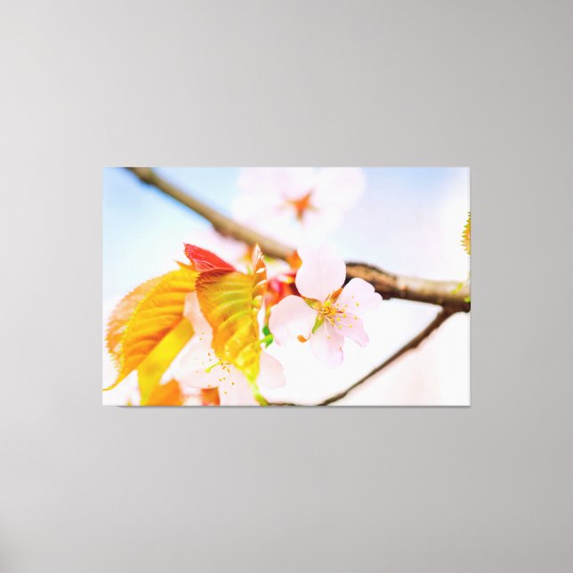 Toile Charme Fleurs De Cerisier Et Feuilles Au Printemps (Recto)