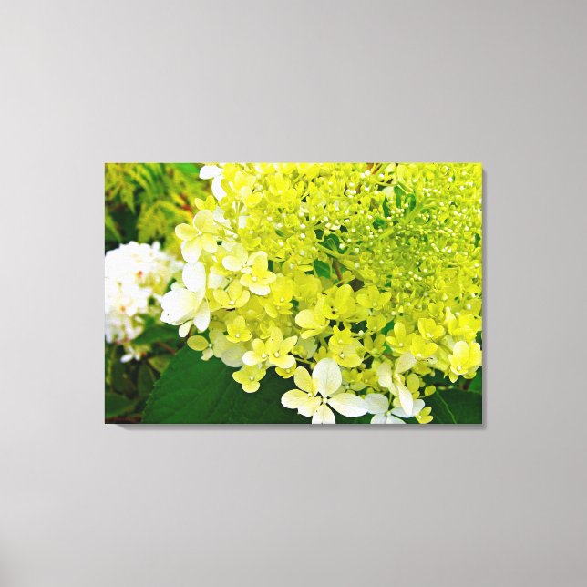 Toile Chartreuse Green, Limelight Hydrangea, (Recto)